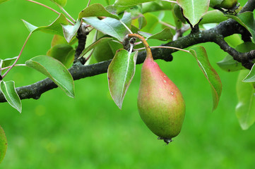 pear of cultivar countess of Paris at tree