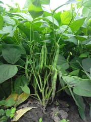 Фасоль кустовая