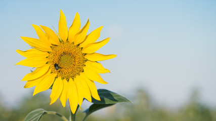Fototapeta premium Beautiful background with close up picture of colorful yellow sunflower in golden hour sunlight with free empty space. Agricultural landscape with blue sky. Great for invitation card on summer party.