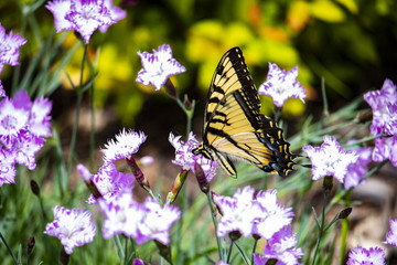 Butterfly on Flowers