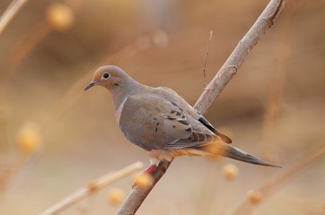 Mourning Dove (Zenaida macroura)