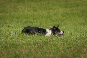 Fototapeta premium Herding Dog Lies in Grass