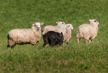 Obraz premium Herding Dog Move Up on Sheep (Ovis aries)