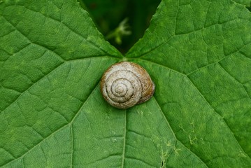 gray round snail shell on a green leaf