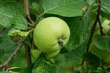big green apple on a branch with leaves