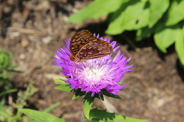 One lonely butterfly