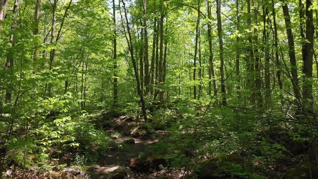 Gliding through the Forest