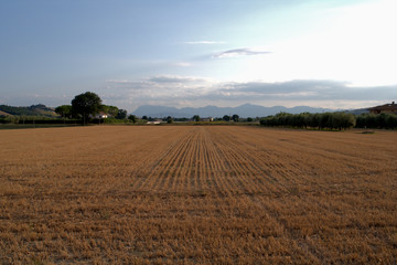 Obraz premium agriculture,field,landscape,crops,horizon,mountains,nature,clouds