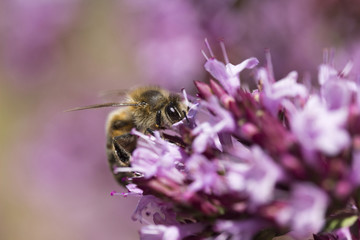 Honey Bee (Apis mellifera) on Oregano (Origanum laevigatum 'Herenhausen')