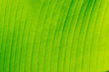 Green background, banana leaf