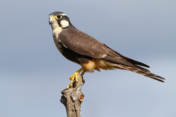 Aplomado Falcon