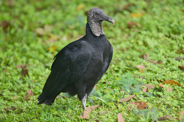 Black Vulture
