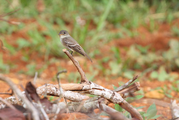 Eastern Wood Pewee (Contopus virens)