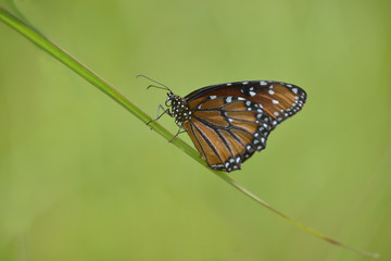 Queen Butterfly (Danaus gilippus)