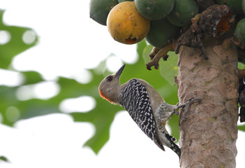 Red-crowned Woodpecker (Melanerpes rubricapillus)