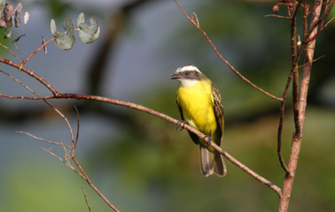  Social Flycatcher (Myiozetetes similis)