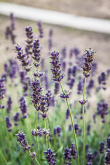 Lavender blooming in a garden