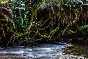 Moss-Covered Roots and Ferns Along Stream in Northern California