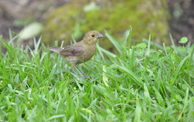Yellow-bellied Seedeater Female