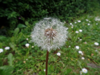 Pusteblume