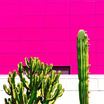 Colorful Cactus in the city. Minimal fashion design art