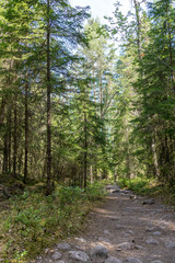 Weg durch einen Nadelwald in Schweden