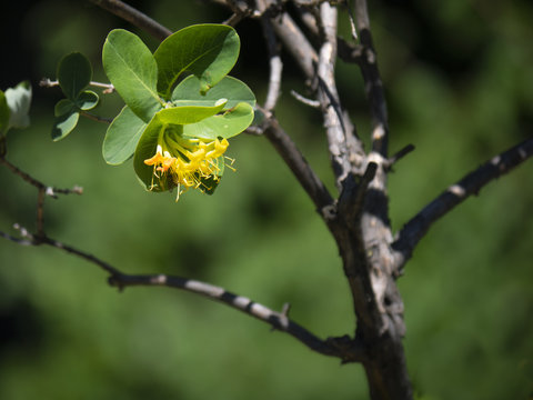 Beautiful Honeysuckle flower