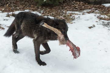 Black Phase Grey Wolf (Canis lupus) Walks With White-Tail Deer Leg