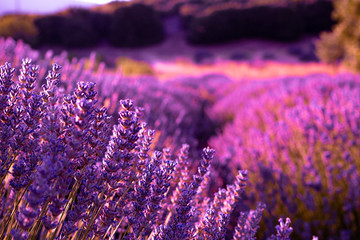 Turkish Lavender Field