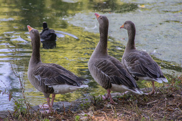 Fototapeta premium Three Geese