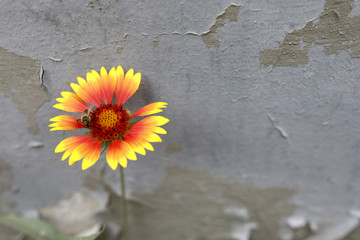 Flower on wall background