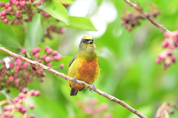 Olive-backed Euphonia (Euphonia gouldi)