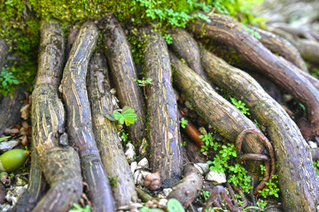 Tree Roots