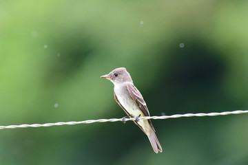Tropical Pewee