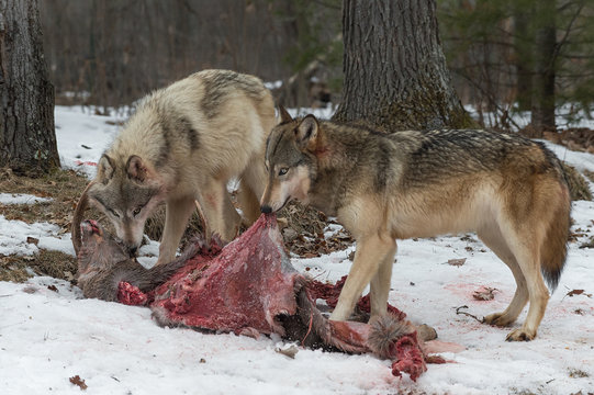 Grey Wolf (Canis lupus) Pull on White-Tail Deer Hide