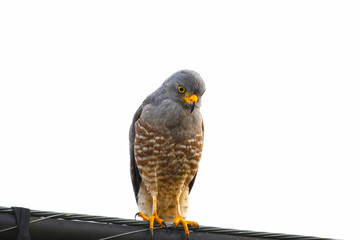 Roadside hawk