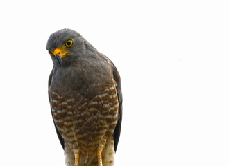 Roadside hawk