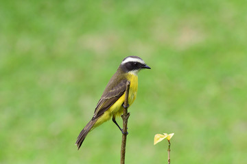 Close up of a Social Flycatcher perched on a tree branch