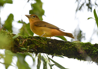 Summer Tanager