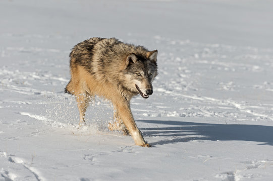 Grey Wolf (Canis lupus) Kicks Up Snow