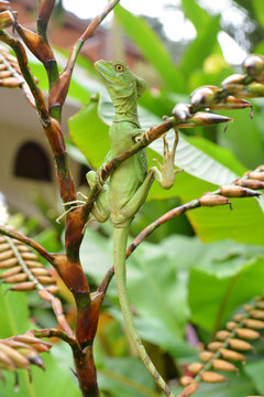 plumed basilisk (Basiliscus plumifrons)