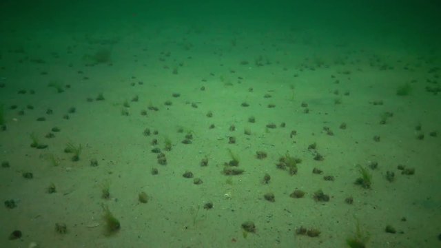A large number of crayfish Small hermit crab (Diogenes pugilator) on the sandy bottom. Black Sea