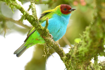 Bay-headed Tanager (Tangara gyrola)