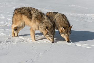 Grey Wolves (Canis lupus) Sniff Together