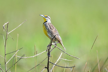 eastern meadowlark (Sturnella magna)