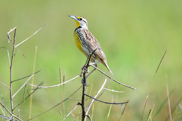 eastern meadowlark (Sturnella magna)