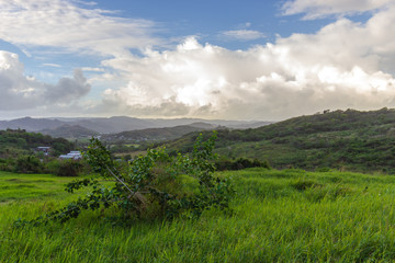 Obraz premium Barbados Morgan Lewis 1