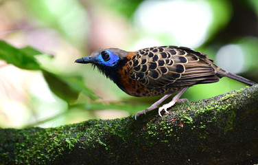 Ocellated Antbird (Phaenostictus mcleannani)