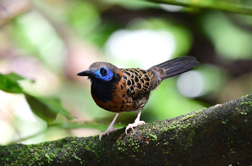 Ocellated Antbird (Phaenostictus mcleannani)