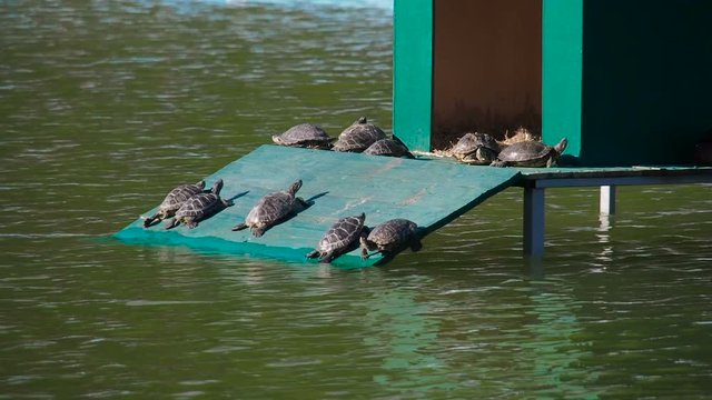 Turtles are basking in the sun.